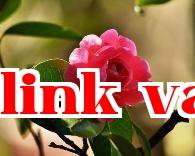 Bộ sưu tập hoa trà quý giá của Vân Nam (10) – Hoa Trà Hậu Diệp Điệp Xước