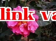 Bộ sưu tập hoa trà quý giá của Vân Nam (11) – Hoa Trà Nhược Chi Tú Cầu