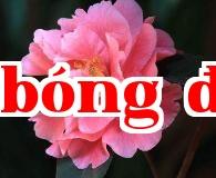 Bộ sưu tập hoa trà quý giá của Vân Nam (12) – Hoa Trà Quốc Mễ