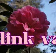 Bộ sưu tập hoa trà quý giá của Vân Nam (9) – Hoa Trà Ma Diệp Ngân Hồng