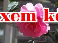 Dãy hoa trà quý của Vân Nam (20) - Hoa trà Tiểu Quế Diệp