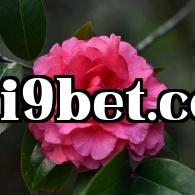 Dãy hoa trà quý của Vân Nam (23) - Hoa trà Tĩnh An