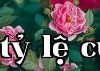 Hoa thành phố - Hoa hồng tháng năm