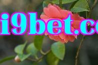 Hoa thành phố Trùng Khánh - Hoa trà