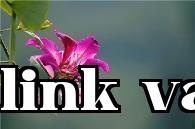 Hoa thành phố đặc biệt Hồng Kông - Hoa anh đào tím