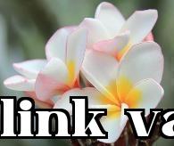 Hoa thành phố Cơ Ninh – Hoa trứng gà