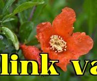 Hoa thành phố Tây An – Hoa lựu