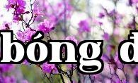 Hoa thành phố Dụ Xuân – Hoa đỗ quyên tuyết sơn