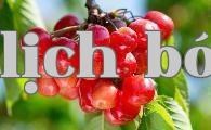 Sau khi thu hoạch cherry vào mùa hè, nông dân nên làm tốt công tác quản lý vườn cây.