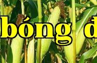 Làm tốt quản lý kiểm soát sinh trưởng bằng thuốc cho ngô một cách khoa học có thể tăng năng suất.