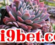 Vương hậu Hoa Tím