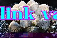 Đường đỏ khổng lồ
