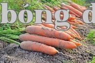 Cách quản lý bắp cải, củ cà rốt và củ dền sau ngày sương giá
