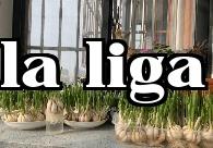 Trồng năm loại rau không bị sâu bệnh trên ban công