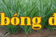 Làm thế nào để trồng và chăm sóc hành tây