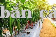 Năm loại rau có năng suất cao nhất