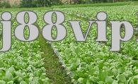 Làm thế nào để phòng trừ sâu muỗi