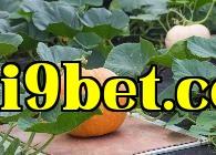 Làm thế nào để bón phân cho rau