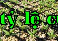 Làm thế nào để tạo ra mầm cây khỏe mạnh