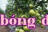 Học cách bón phân hiệu quả khi trồng rau