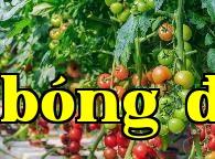 Làm thế nào để bón phân cho rau hữu cơ