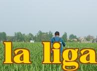 Phụ gia silicat giúp phòng trừ sâu bệnh