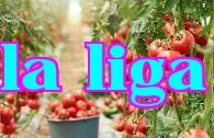 Cách sử dụng kali đihydrophosphat