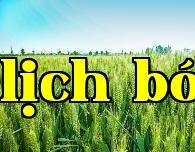 Làm thế nào để tăng năng suất lúa mì và tỏi