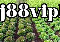 Năm mẹo nhỏ trồng rau hiệu quả