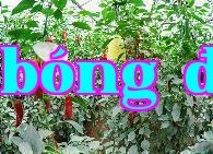Năm cách sử dụng đường đỏ làm phân bón lá