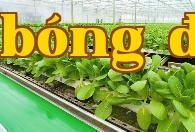 Làm thế nào để lên men phân phân và bánh dầu