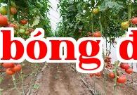 Khi trồng đậu bắp, cà chua, ớt, dưa leo hãy ghi nhớ năm điều không nên bón phân