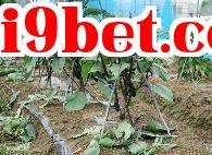 Làm thế nào để trồng dưa chuột, ớt và cà chua